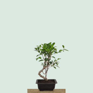 Multi-trunk Tiger Bark Ficus bonsai tree #225 in a rectangular training pot on a stone pedestal
