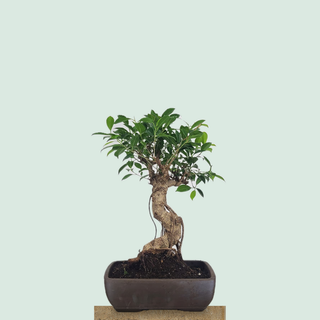Specimen Tiger Bark Ficus bonsai tree #226 with aerial roots in a Japanese ceramic pot on a stone pedestal