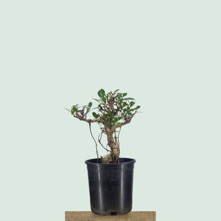 Tiger Bark Ficus bonsai tree #228 in a 3-gallon nursery pot on a stone pedestal