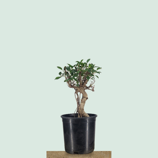 Tiger Bark Ficus bonsai tree #229 in a 3-gallon nursery pot on a stone pedestal