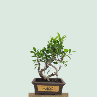 Twin trunk Tiger Bark Ficus bonsai tree #302 in a dark Chinese zisha pot on a stone pedestal