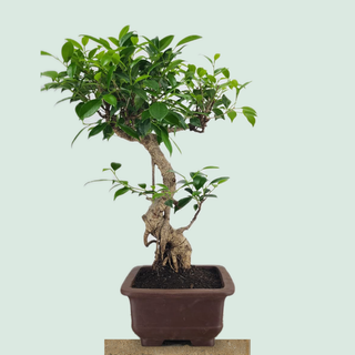 Large Tiger Bark Ficus bonsai tree #303 in an unglazed Japanese pot on a stone pedestal