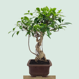 Large Tiger Bark Ficus bonsai tree #304 with aerial roots in an unglazed Japanese pot on a stone pedestal