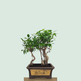 Twin Tiger Bark Ficus bonsai grove #305 in an etched Chinese zisha pot on a stone pedestal