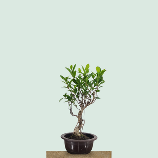 Medium Tiger Bark Ficus bonsai tree #306 in a round training pot on a stone pedestal