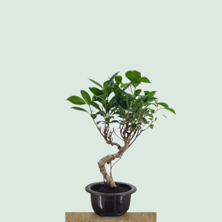 Small Tiger Bark Ficus bonsai tree #307 in a round training pot on a stone pedestal