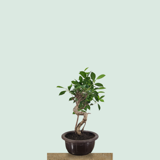 Medium Tiger Bark Ficus bonsai tree #308 in a round training pot on a stone pedestal